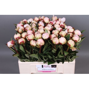 Paeonia Florence Nicholls | Heavy Quality