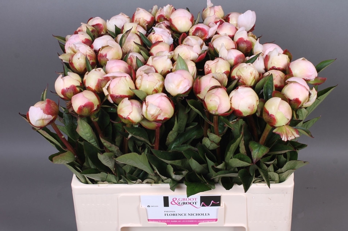 <h4>Paeonia Florence Nicholls</h4>
