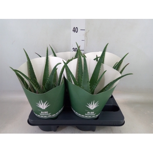 Aloe  'Equator'