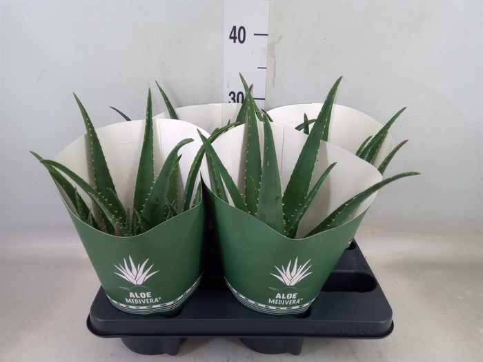 <h4>Aloe  'Equator'</h4>