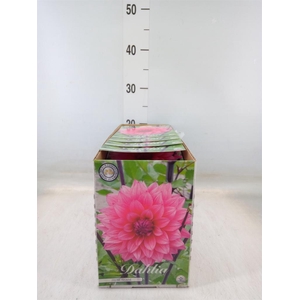 Dahlia   ...flowerbulbs