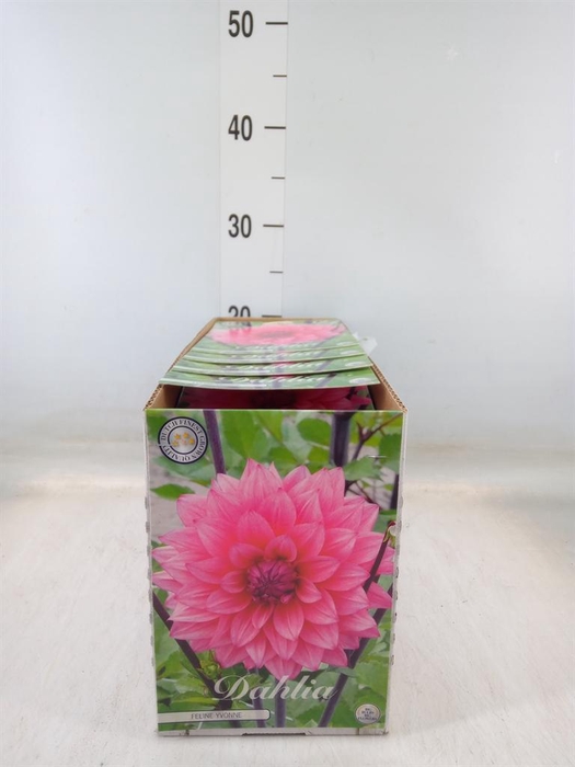 <h4>Dahlia   ...flowerbulbs</h4>