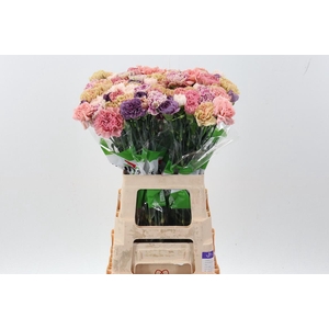 Di St Rainbow Vintage