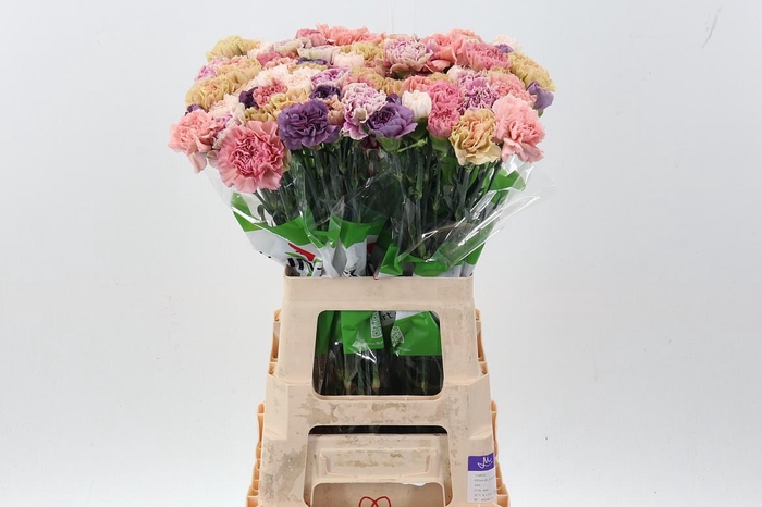 <h4>Di St Rainbow Vintage</h4>