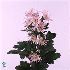 Rosa spray luna trendsetter