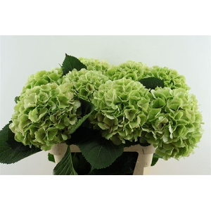 Hydr M. Cl. Verena Green 80-22