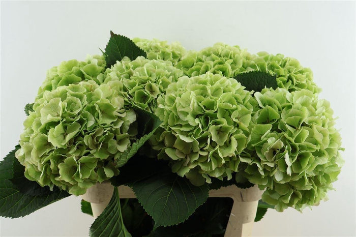 <h4>Hydr M. Cl. Verena Green 80-22</h4>