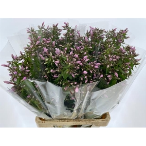 PHLOX P SWEET LEXY