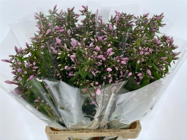 <h4>PHLOX P SWEET LEXY</h4>