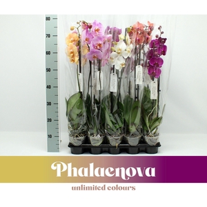 Gemengd Budget 80cm (RIJP)