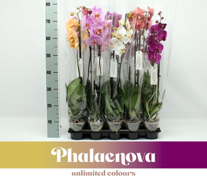 <h4>Gemengd Budget 80cm (RIJP)</h4>