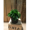 PILEA PEPEROMOIDES