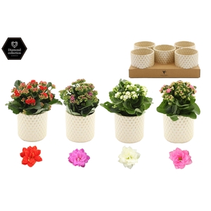 Kalanchoë 12cm 4 color mix in Diamond Pearl Travertine ceramics