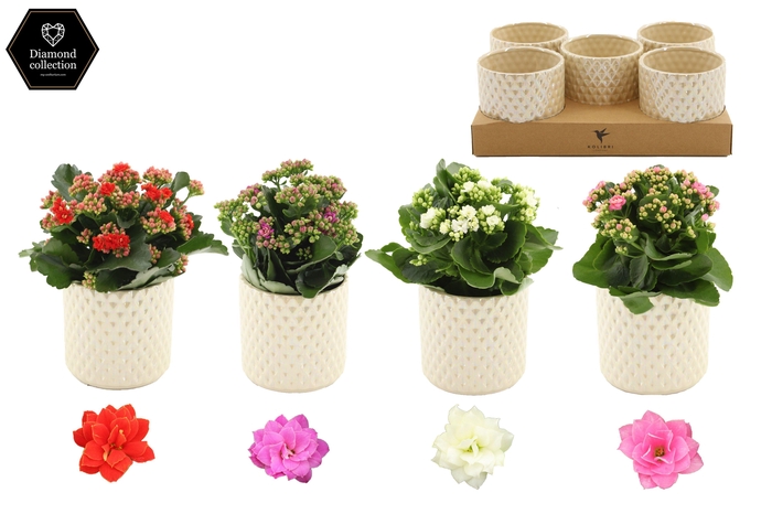 <h4>Kalanchoë 12cm 4 color mix in Diamond Pearl Travertine ceramics</h4>