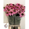 ECHI ROSE COMPACT