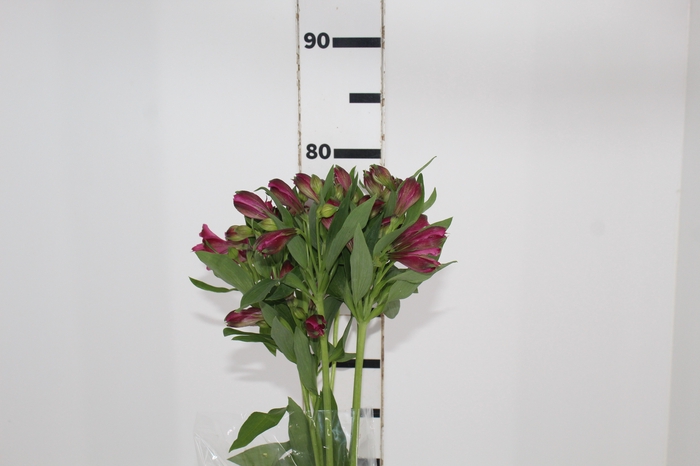 <h4>ALSTROEMERIA NAPOLI 080 CM</h4>