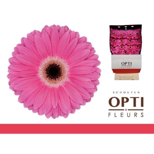 Gerbera Dreamer Diamond