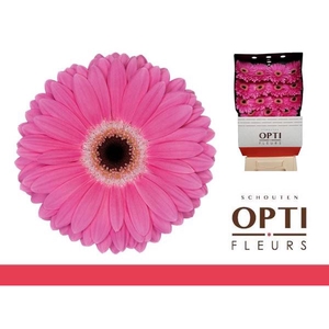 Gerbera Dreamer Diamond