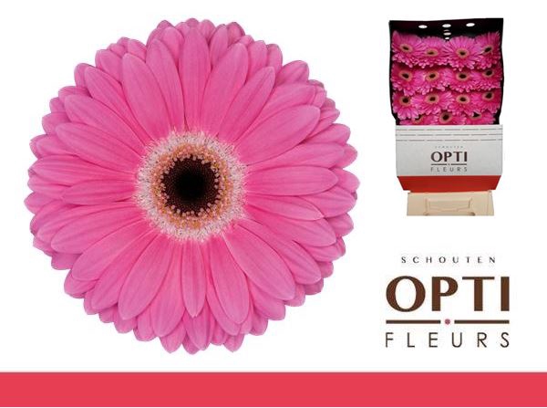 <h4>Gerbera Dreamer Diamond</h4>