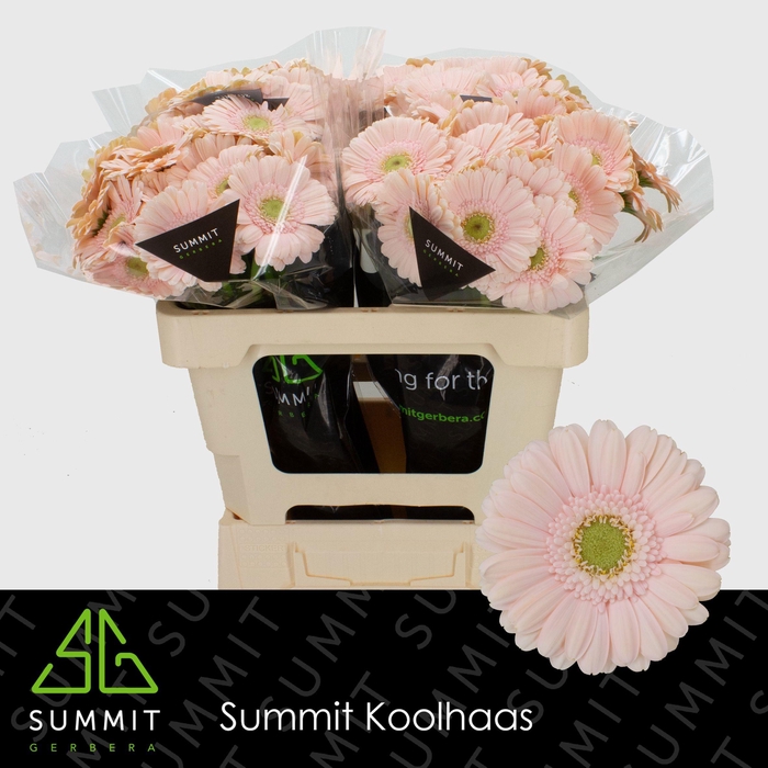 <h4>GE MI ALIX-NOOR</h4>