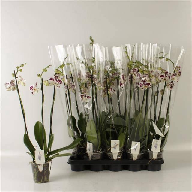 <h4>PHAL AN MARRAKESH</h4>