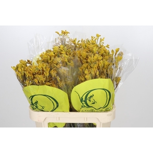 Anigozanthos Yellow Gem