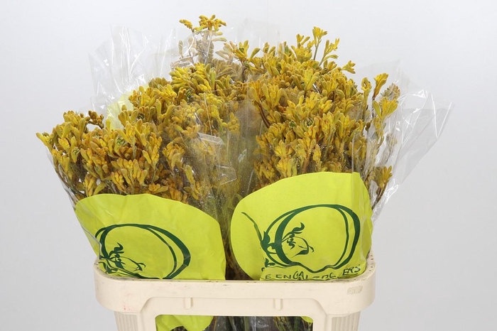 <h4>Anigozanthos Yellow Gem</h4>