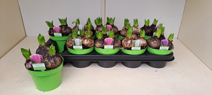 <h4>HYACIN GEM 3 KL</h4>