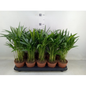 Dypsis lutescens   ...Chrysalidoca