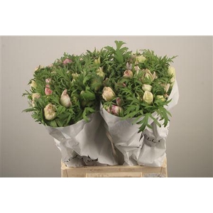 Anemone Mistral Malva Edge