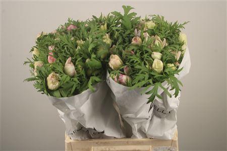 <h4>Anemone Mistral Malva Edge</h4>