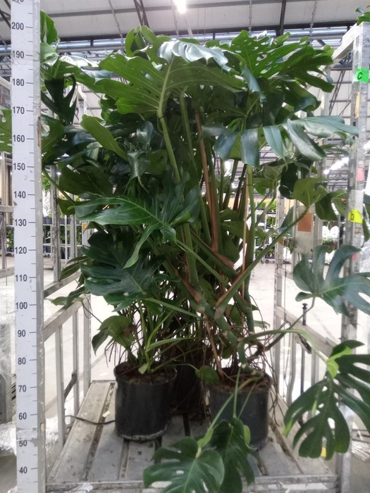 <h4>Monstera delic.</h4>