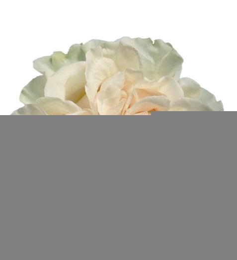 <h4>R GR Cotton X Pression</h4>