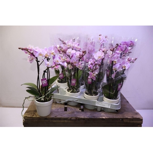 arr8 Phal Mf Sweety Pink In Keramiek