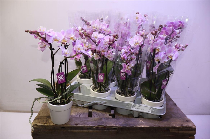 <h4>arr8 Phal Mf Sweety Pink In Keramiek</h4>