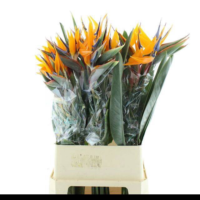 <h4>STREL REGINAE BLOEM</h4>