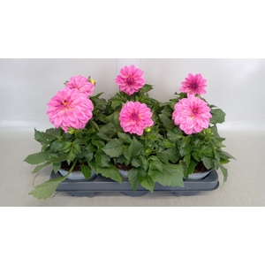 Dahlia  'Dahlinova Hypnot lg Pink'