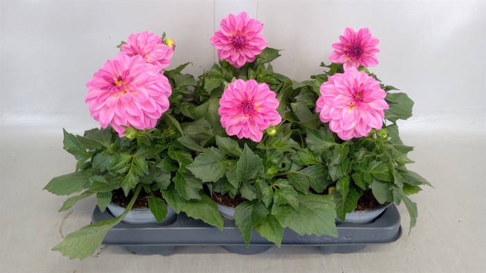 <h4>Dahlia  'Dahlinova Hypnot lg Pink'</h4>