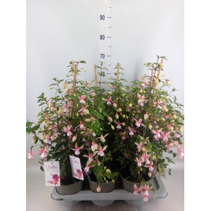 Fuchsia  'Rosalien'
