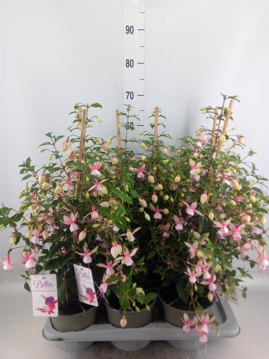 <h4>Fuchsia  'Rosalien'</h4>