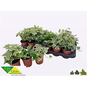 Hedera helix mix 9Ø 12cm