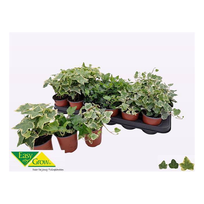 <h4>Hedera helix mix 9Ø 12cm</h4>