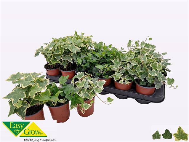 Hedera helix mix 9Ø 12cm