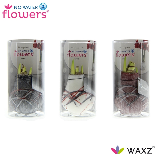 No Water Flowers Waxz® Art v Gogh in Koker