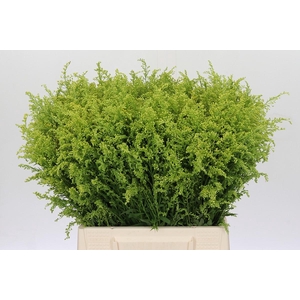 Solidago Tara Gold Buiten