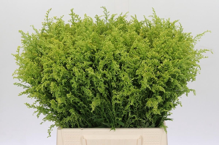 <h4>Solidago Tara Gold Buiten</h4>