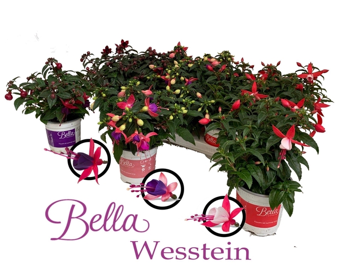 <h4>Bella Fuchsia Combia 3 kleur</h4>