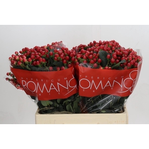 Hypericum True Romance