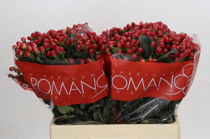 <h4>Hypericum True Romance</h4>