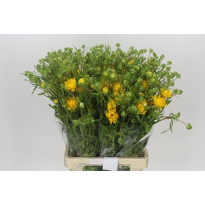 Ranunculus Natura Moderna Proxima
